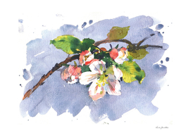 Apple tree flowers. Watercolor
