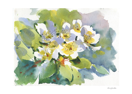 Blooming Apple Tree Watercolor painting