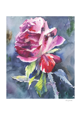 Watercolor red rose floral