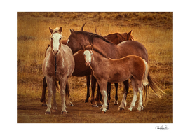 Wild Patagonia's Spirit Photography