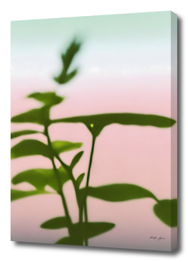 Plants in a pink and warm environment