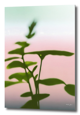 Plants in a pink and warm environment