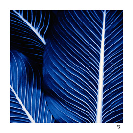 palm blue