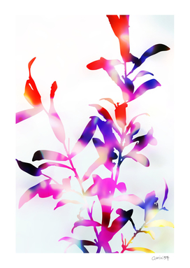 Florescence Viola