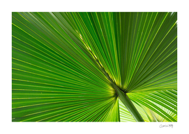 Fan Palm Leaves 01
