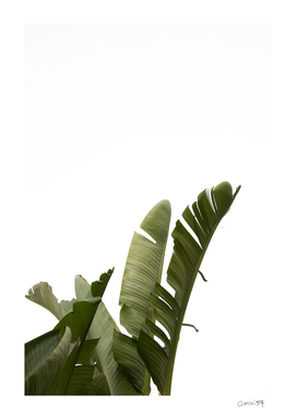 Travellers Palm Leaves 07