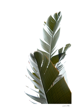 Travellers Palm Leaves 05