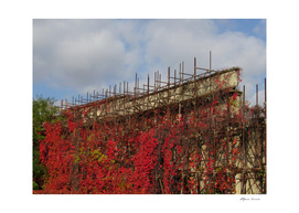scaffolding abandoned in the city - red ivy