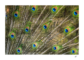 Green peacock feathers color plumage