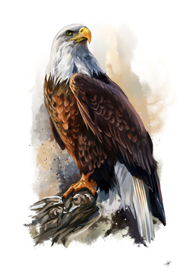 Eagle Art eagle watercolor Painting bird animal