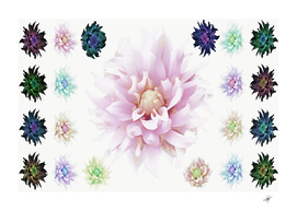 abstract transparent image flower