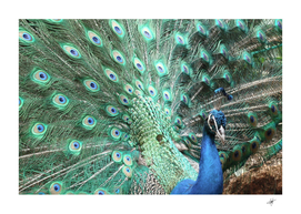 animal nature peacock bird feather