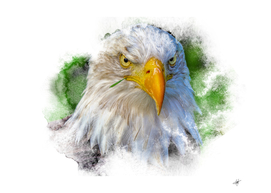 bald eagle bird animal plumage
