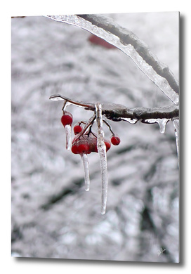 Winter frozen rowan berry