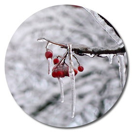 Winter frozen rowan berry