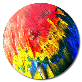 Vibrant Plumage: Captivating Parrot Colors"