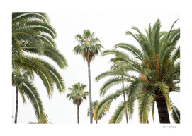 Palm Trees Beauty #2 #tropical #wall #art