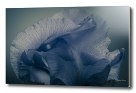 iris -blue