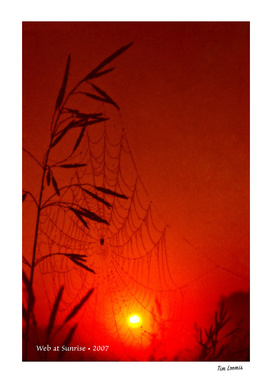 Web at Sunrise