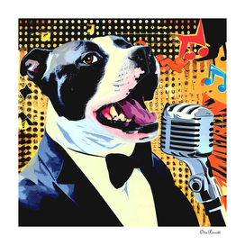 Jazz Singer American Staffordshire Terrier 4
