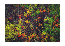 red yellow orange and green leaves background