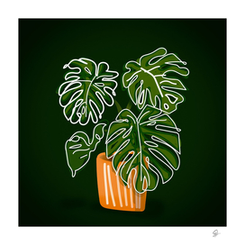 monstera plant tropical leaves