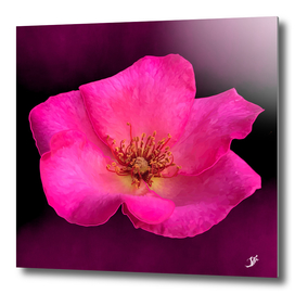 Pink  rose