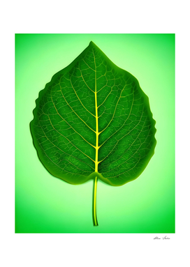 Green Leaf Nature Botanical Poster