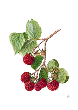 raspberries fruit plant foliage