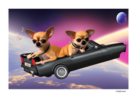 Chihuahuas in space