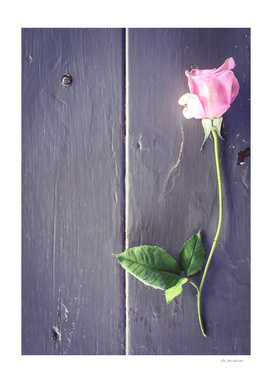 pink rose with green leaves and wood background