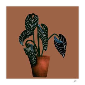 plant botany drawing