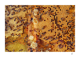 bees nature animals honeycomb