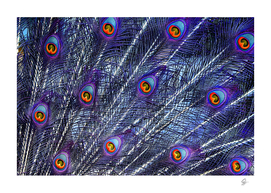 peacock feathers coloured plumage