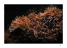 Sea Anemone Coral Underwater Ocean Sea Water