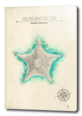 Red Cushion Sea Star