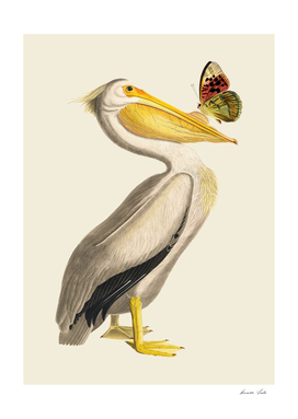 Pelican and Butterly