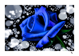 blue rose rose rose bloom blossom