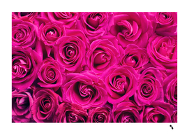 pink flower rose pattern background