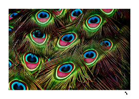 peacock feathers plumage pattern