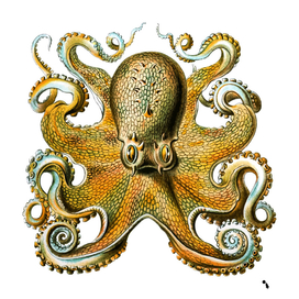 octopus animal vintage underwater