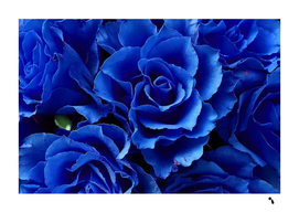 Blue Rose Flower Plant Romance blossom bloom nature