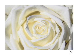 White Rose Flower Plant Romance blossom bloom nature