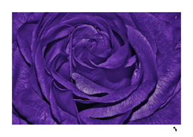 Purple Rose Flower Plant Romance