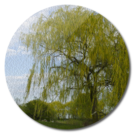 A weeping willow in spring