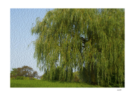 A weeping willow in summer
