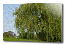 A weeping willow in summer