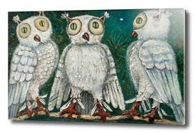 three white owls