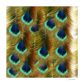 Fashion seamless pattern with peacock feathers