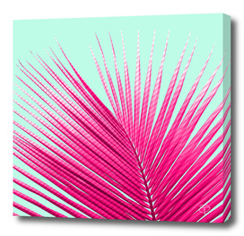 Pink Candy Cane Palm